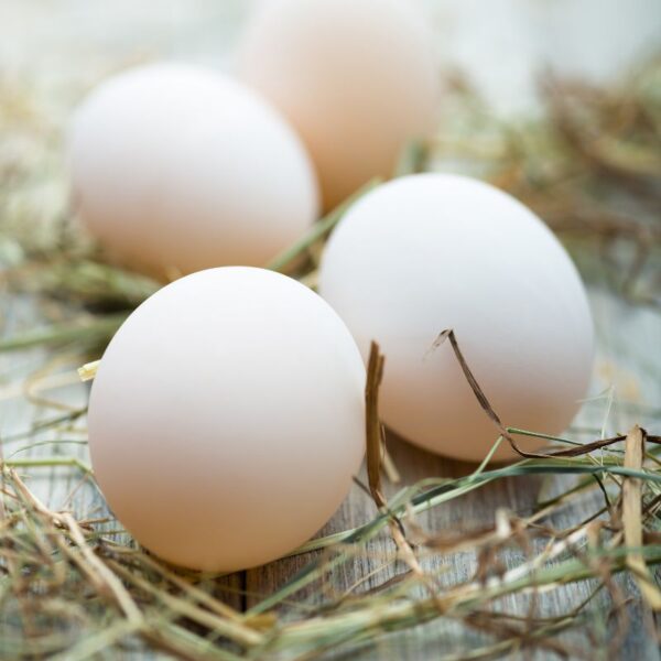 Free-range-Duck-Eggs-Box-of-6